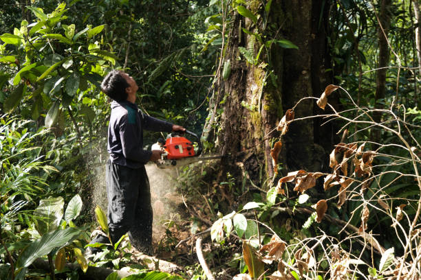 Professional Tree Service in Green Valley, CA